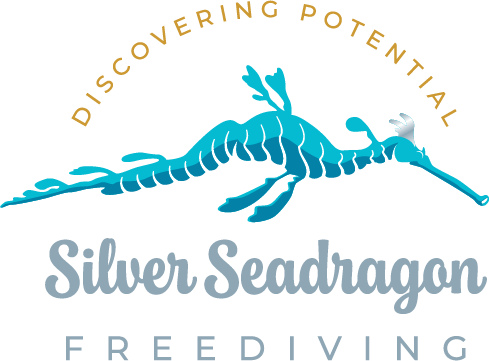 Silver Seadragon Freediving